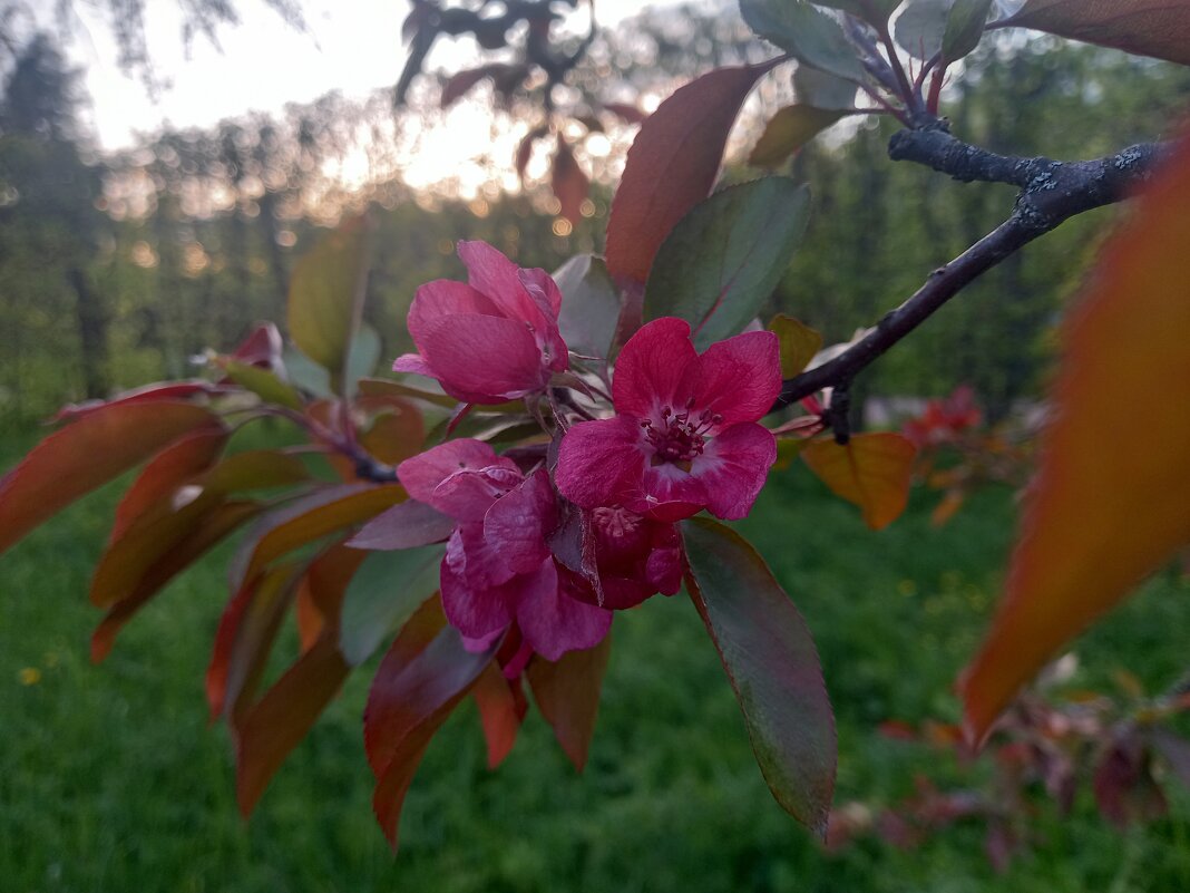 Яблоня на закате - Сапсан 