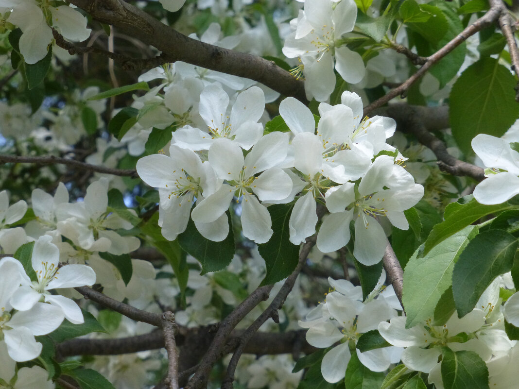 Цветы яблони - Наиля 