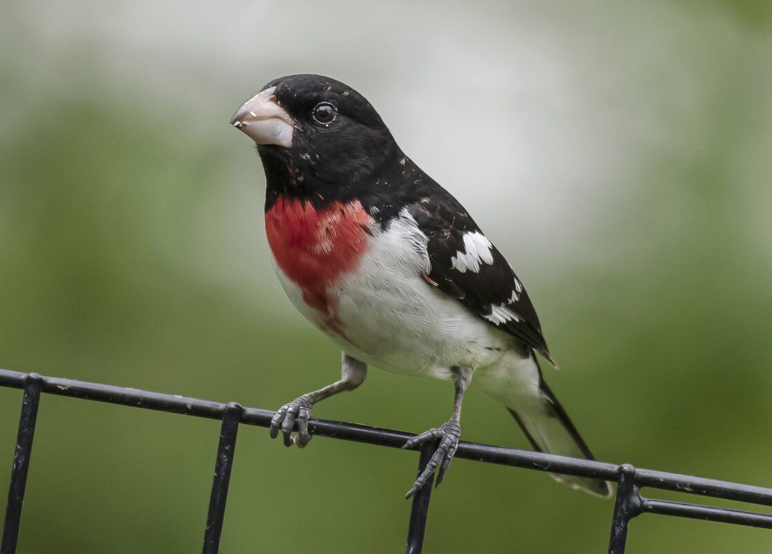 Красногрудый дубоносовый кардинал - Tatiana 