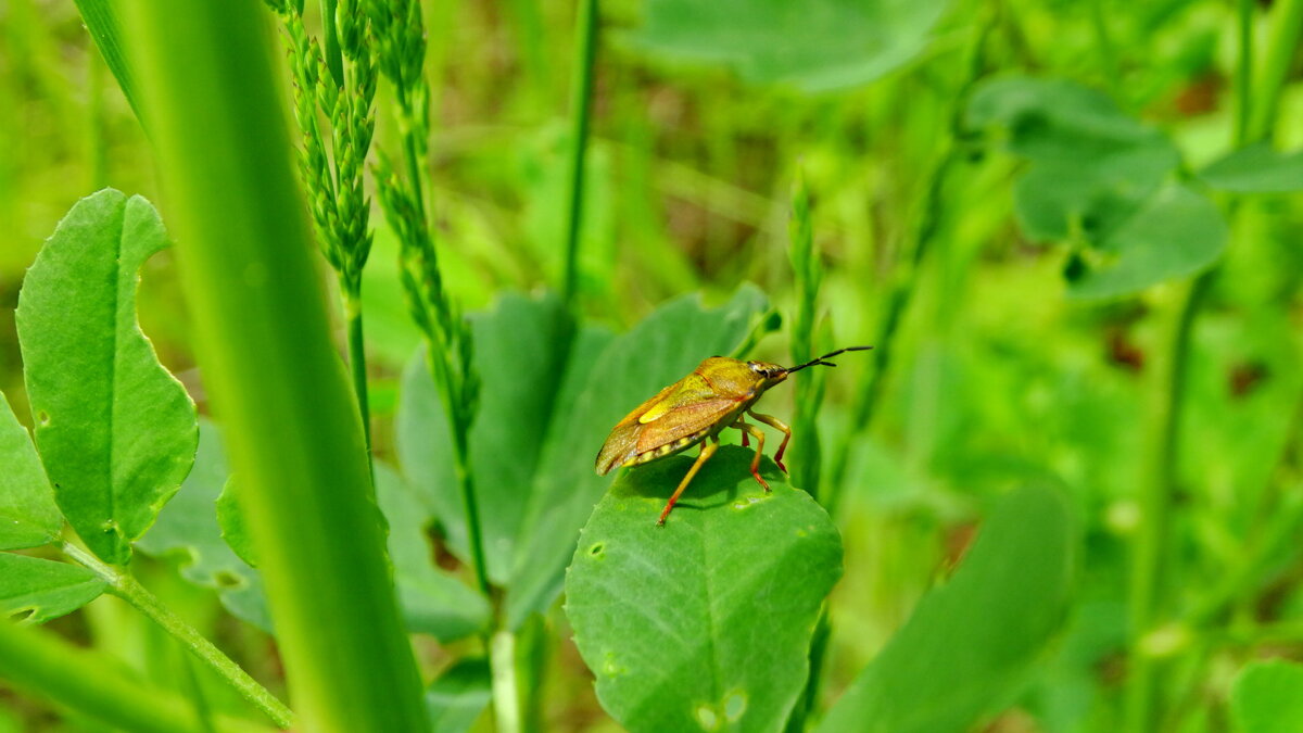 На старті..В країні дрімучих трав..· Carpocoris pudicus/purpureipennis - Ivan Vodonos