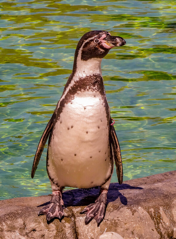пингвин - аркадий 
