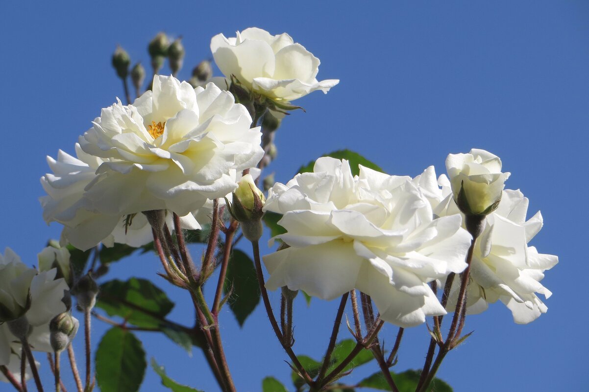 Красота и чистота белых роз - Татьяна Смоляниченко