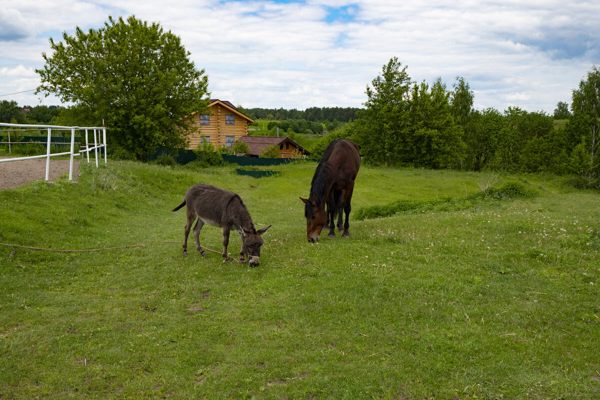 Этюд с осликом и лошадью - Евгений 