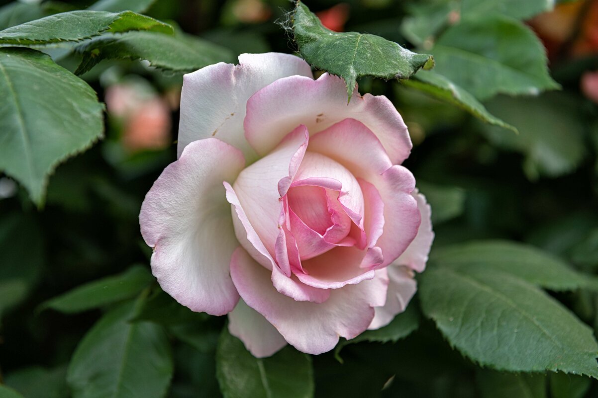 Розовая роза - Константин Бобинский