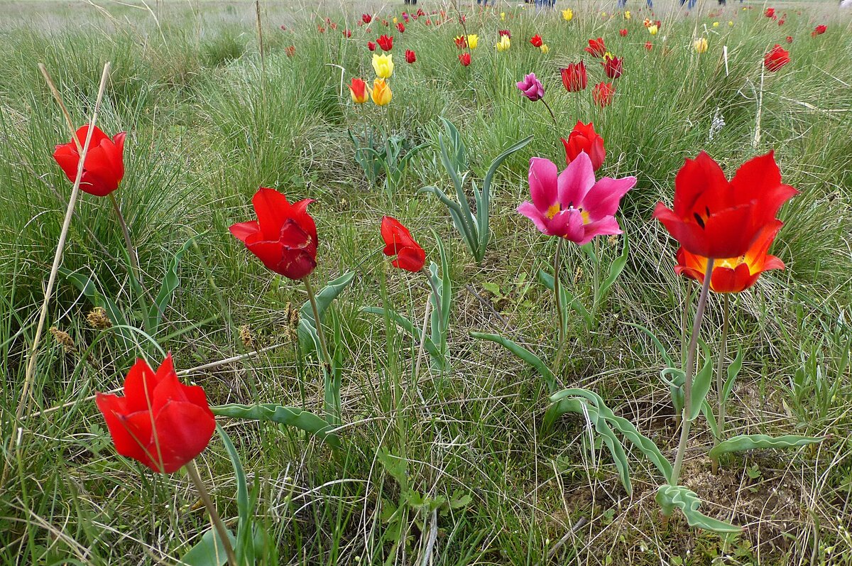 Степные тюльпаны Калмыкии - Лидия Бусурина