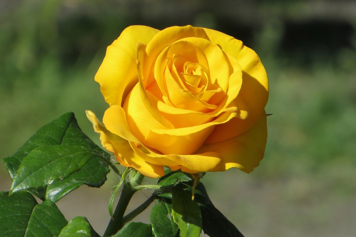 Роскошь жёлтой розы - Татьяна Смоляниченко