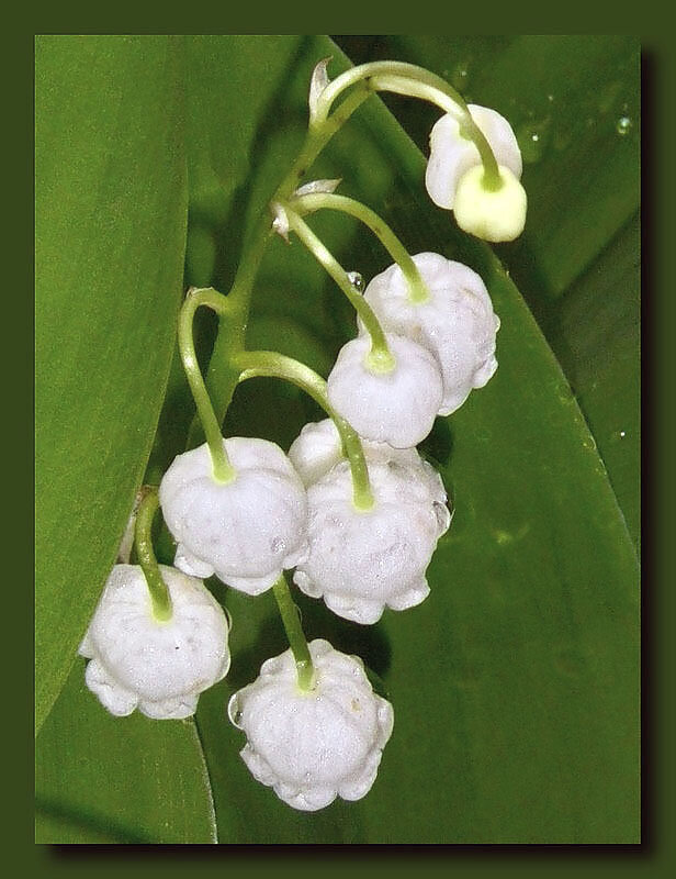 Ландыш душистый -- весенний цветок - Стальбаум Юрий 