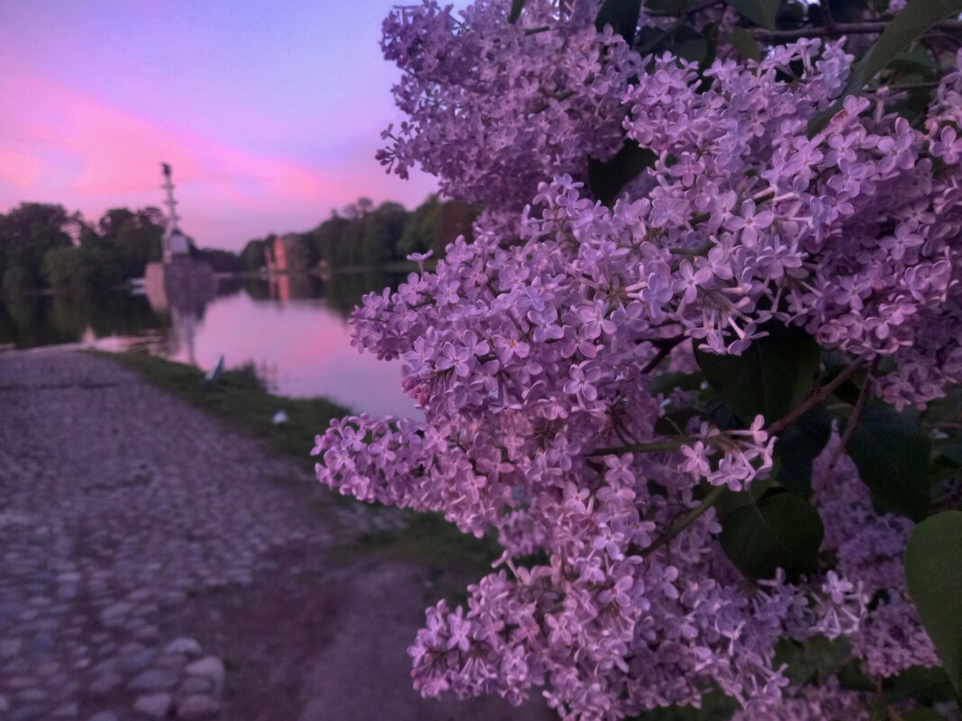 Сирень на закате - Сапсан 