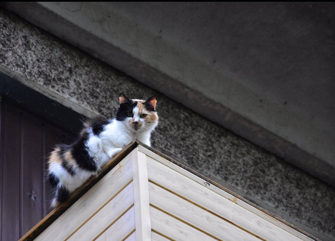 Кошка на балконе - Teresa Valaine