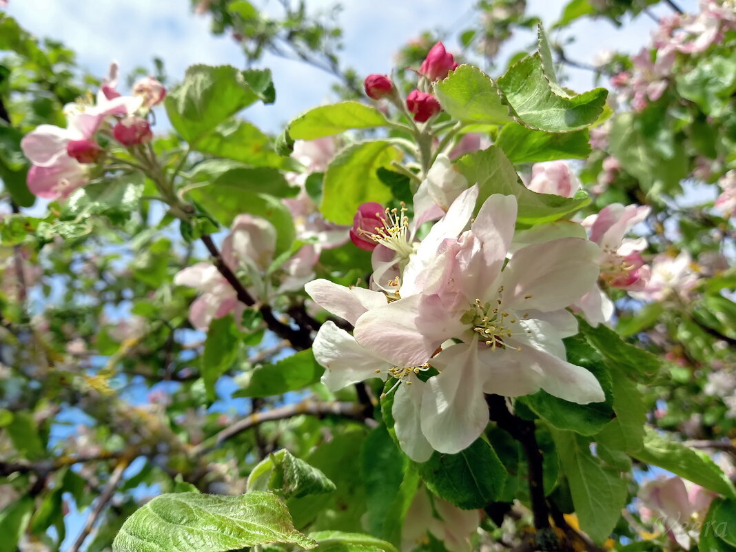 Яблоня в цвету - veera v