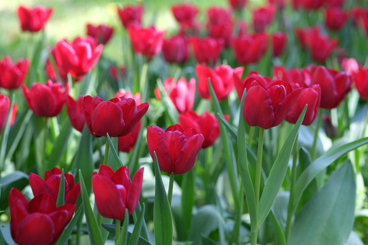 Тюльпан Tulipa "Mascara" - wea *