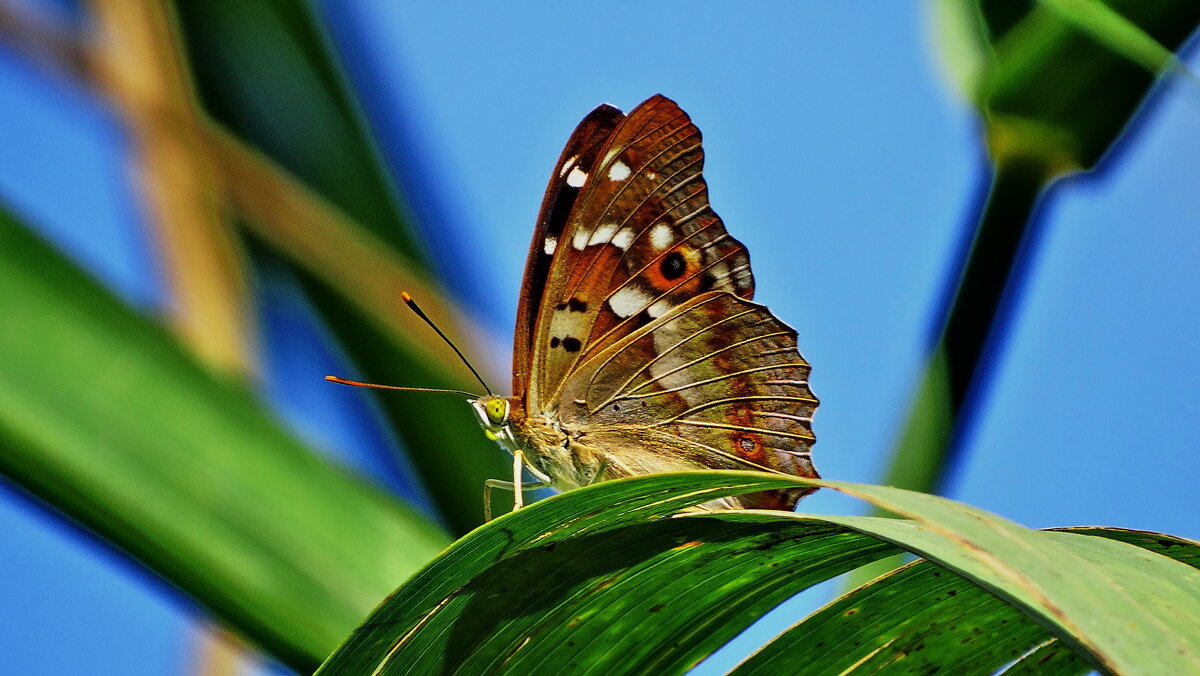 Мінливець малий, мінливець Ілія (Apatura ilia) — метелик з родини сонцевики (Nymphalidae), - Ivan Vodonos