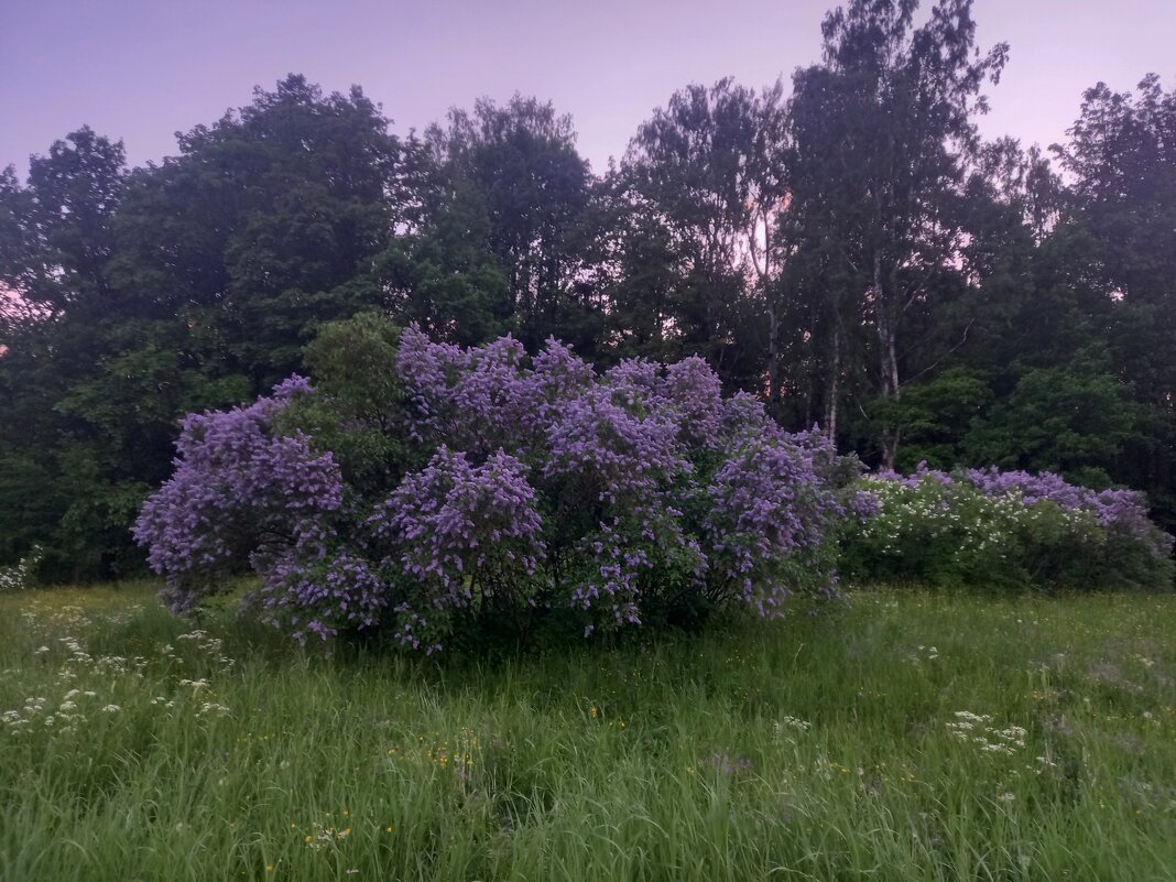 Сирень - Сапсан 