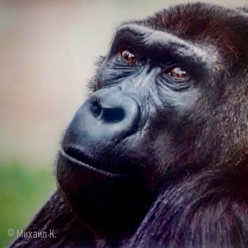 Портрет самца гориллы - Фотограф МК