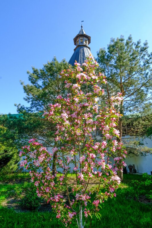 Магнолия цветёт в Новоспасском монастыре - Георгий А