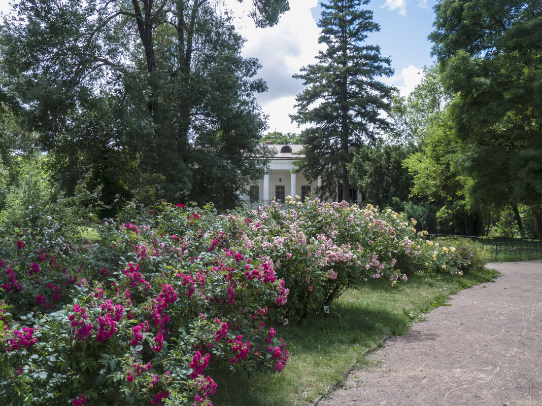 Розы  ботанического  сада - Валентин Семчишин