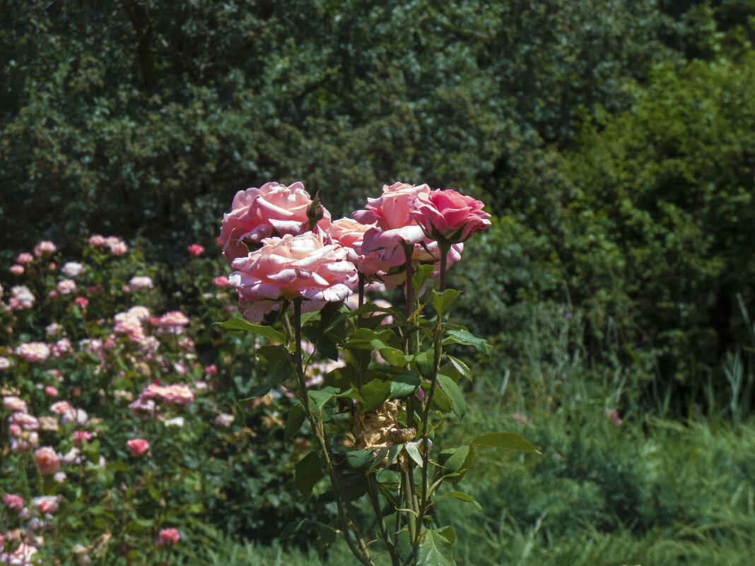 Розы ботанического  сада - Валентин Семчишин