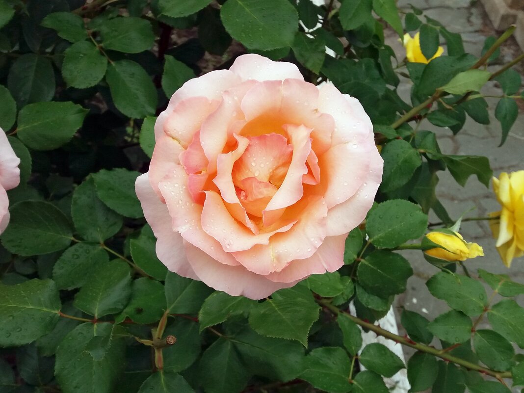 Прекрасная роза - Galina Solovova