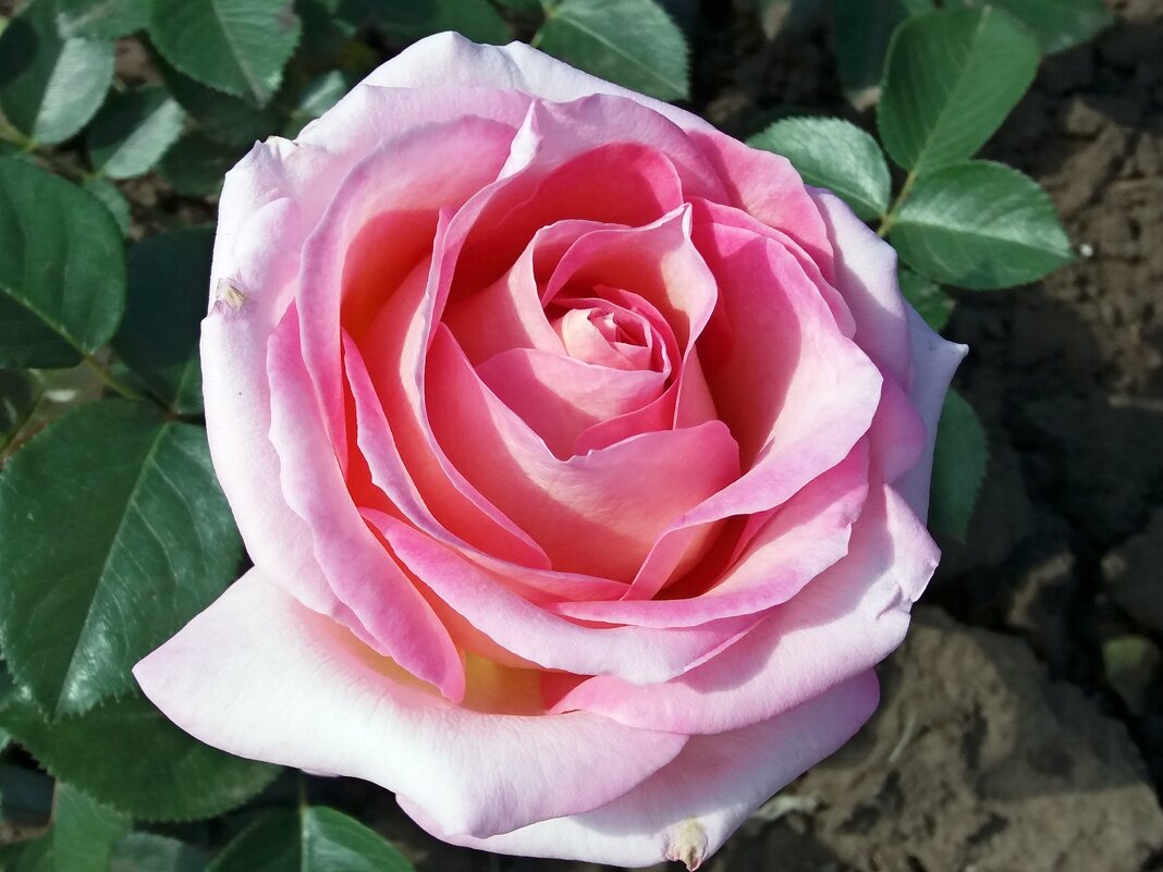 Розовая роза - Galina Solovova