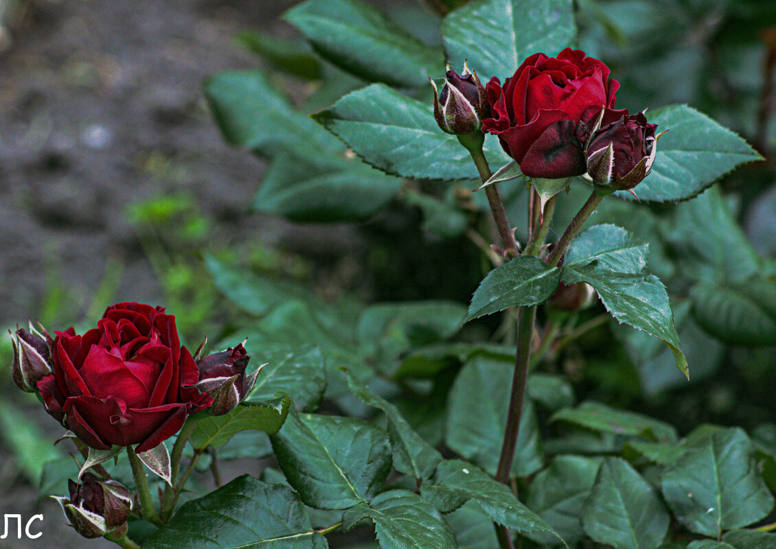 Розы,ах розы - Любовь 