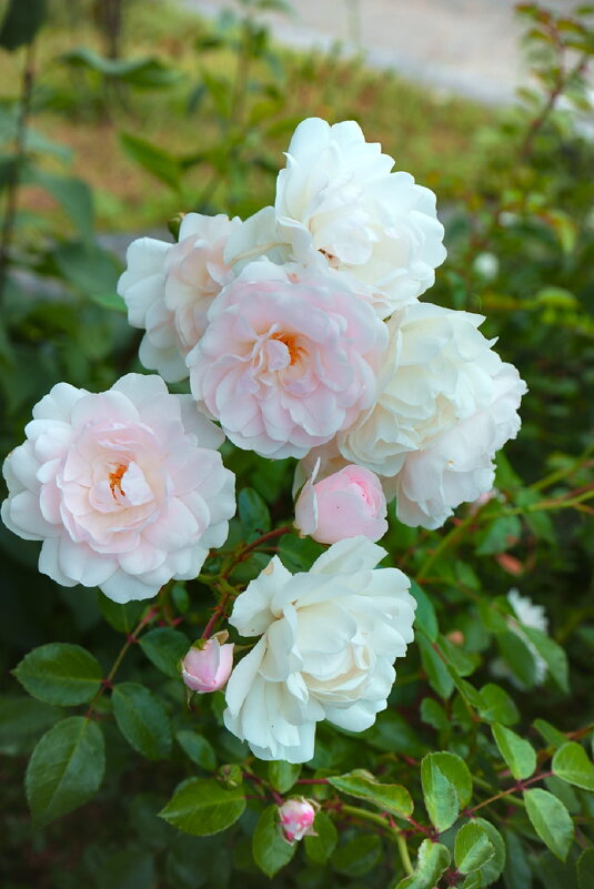 Белые розы - Sergej 