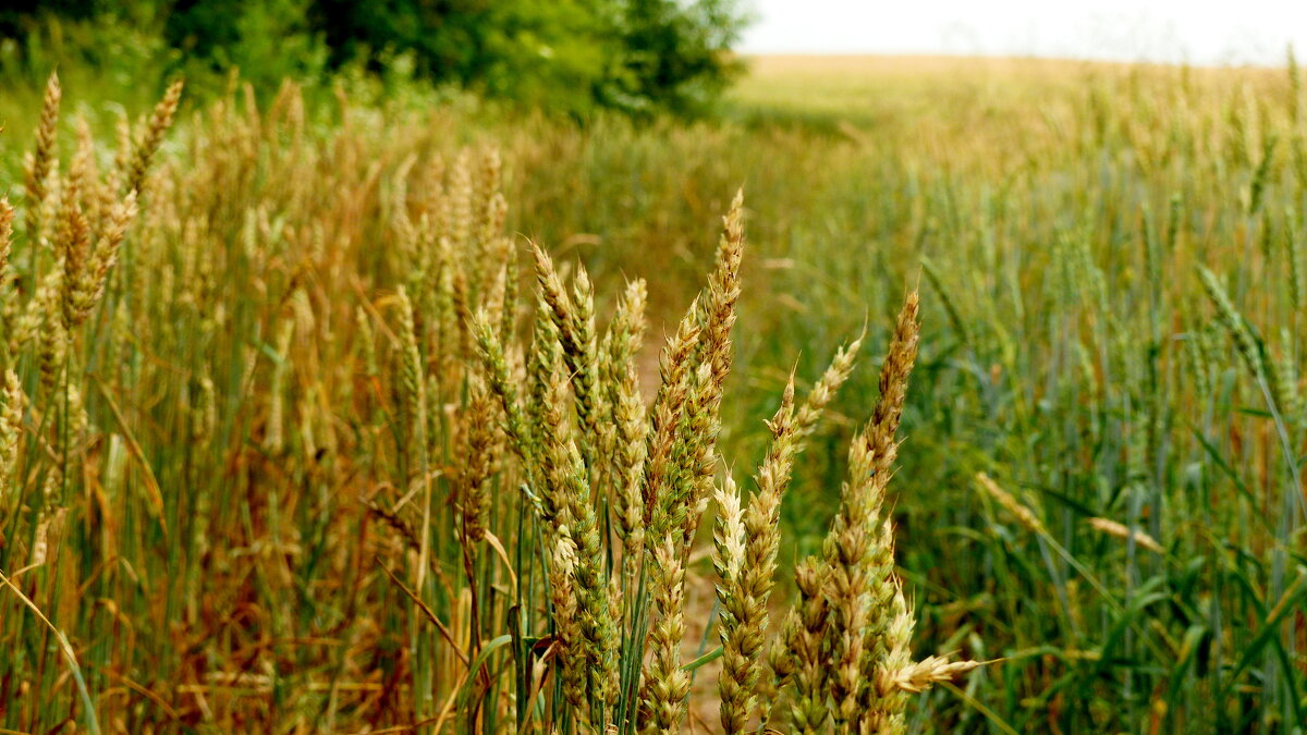 на окраине пшеничного поля   1 - Александр Прокудин