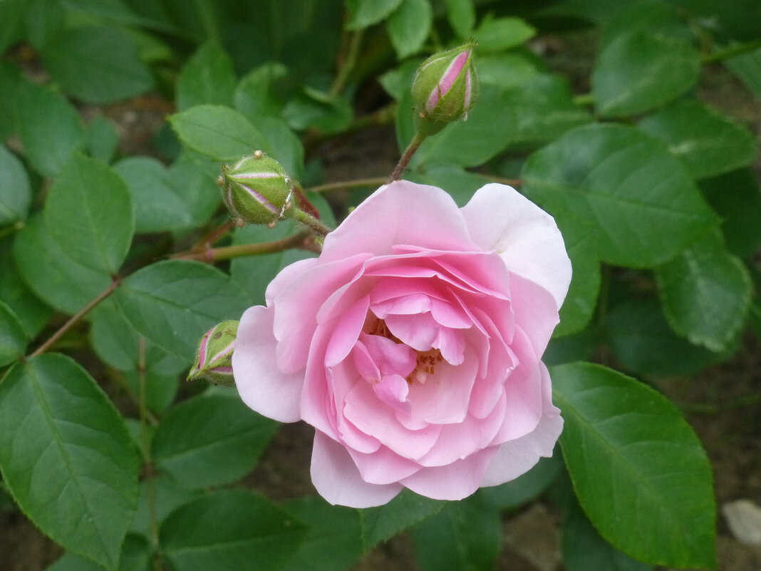 Роза канадская парковая - Наиля 