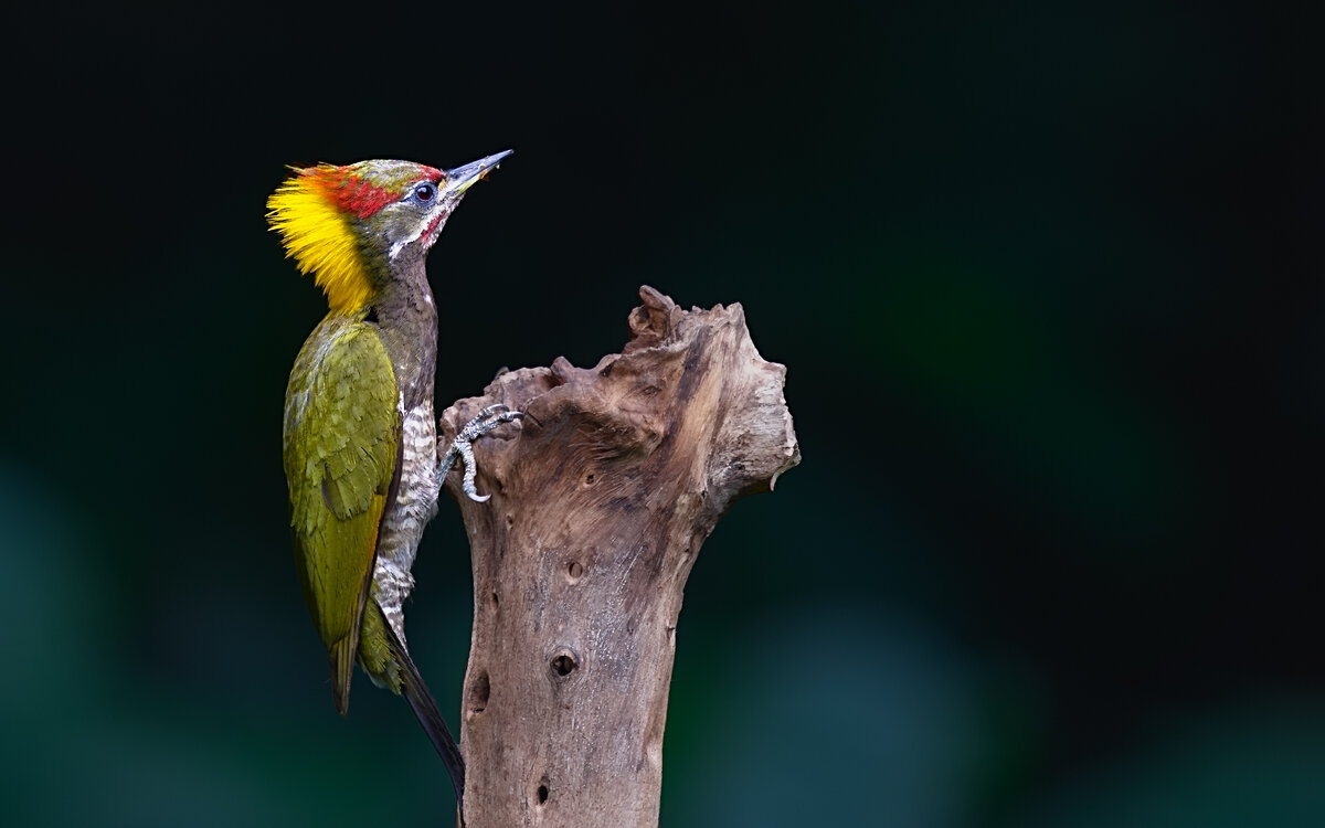 Picus chlorolophus - Yudong Liu