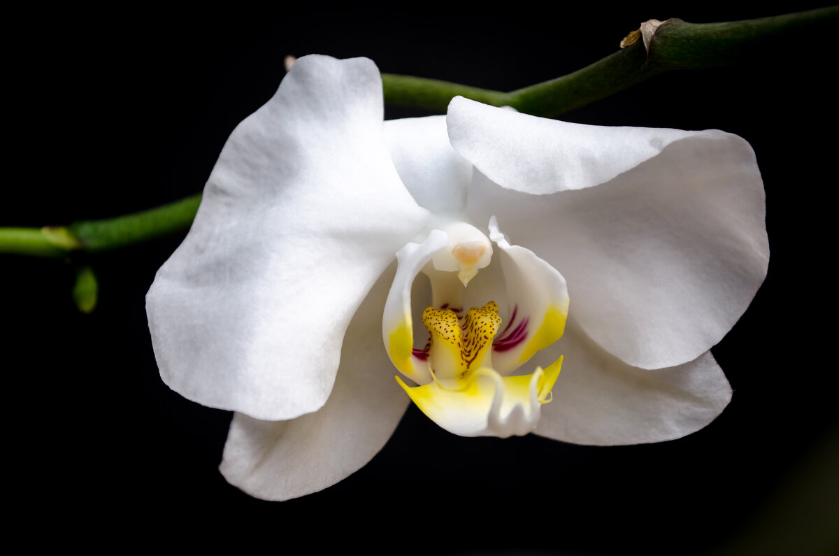 Орхидея - Ника Романенко