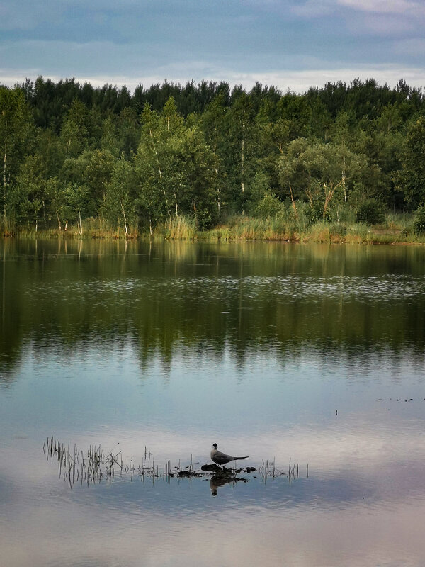 Утро на озере - Ульяна Миронова