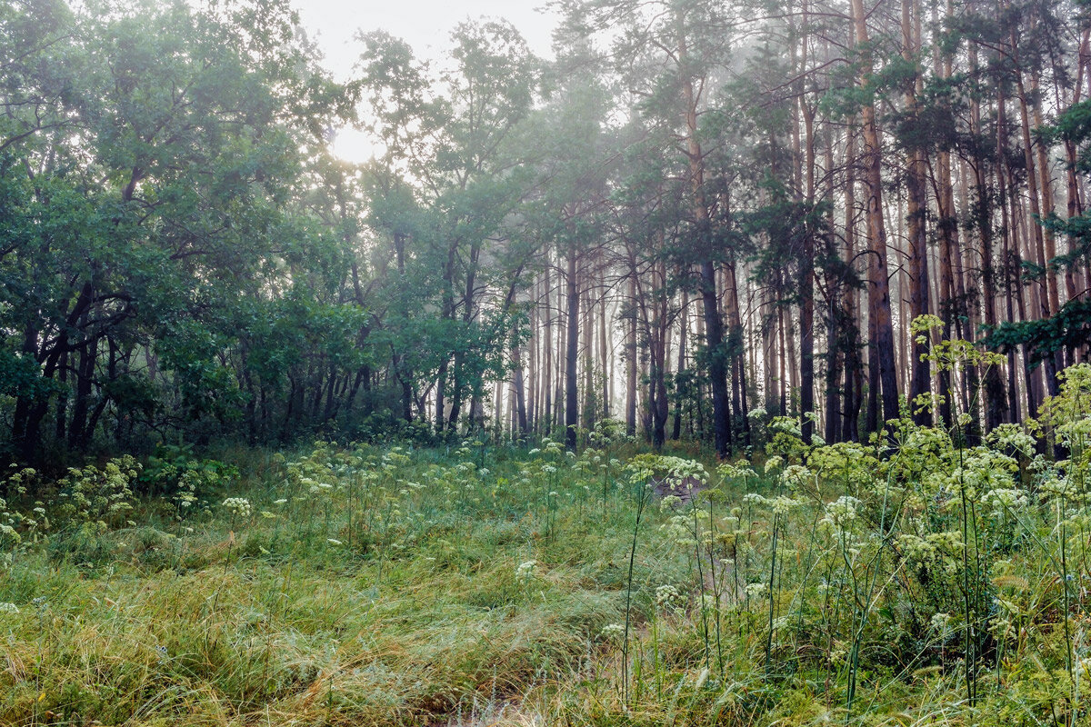 На поляне леса - Юрий Стародубцев