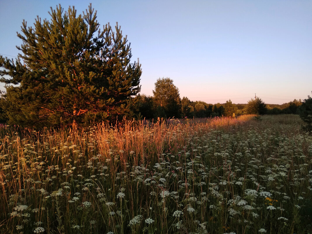 Прогулки на закате...,а аромат трав....(жаль,что фото это не передает) - Алена 