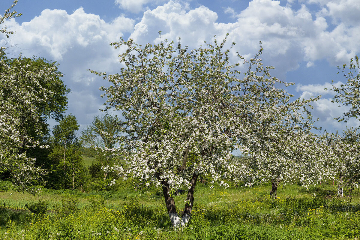 Яблони в цвету, весны творение, - Ignatiuss Соловьёв