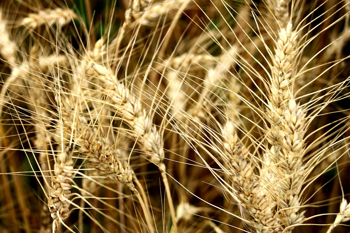 Запах  пшеницы  Снято натуральное поле - олег свирский 