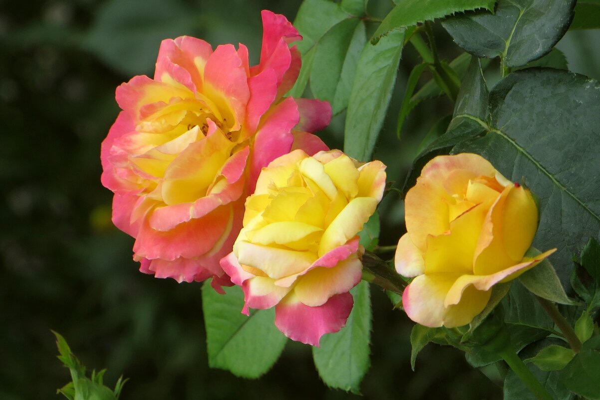 Красота июльских роз - Татьяна Смоляниченко