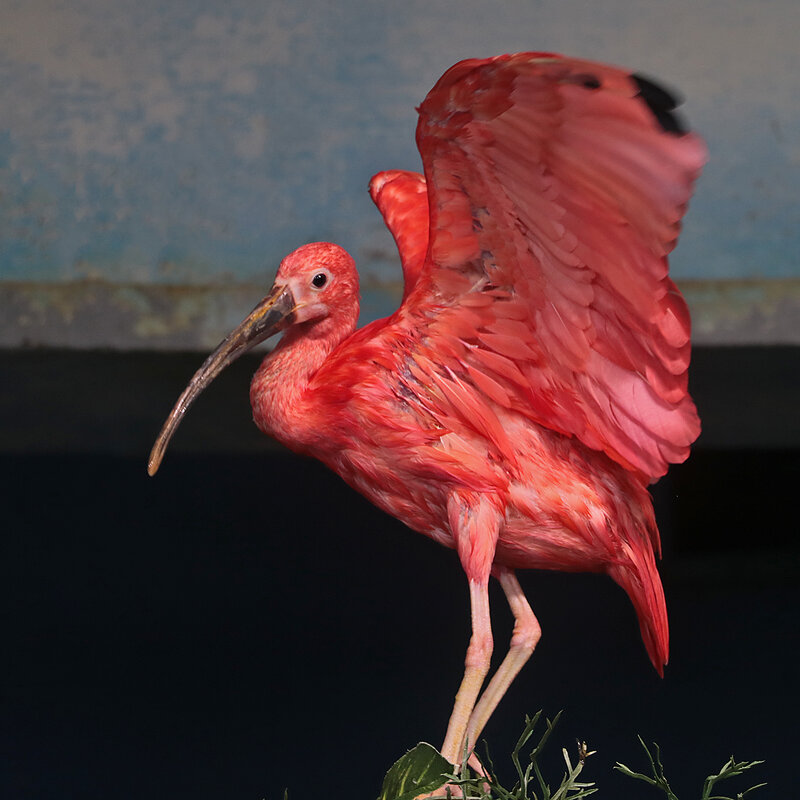 Танцующий фламинго - Светлана 