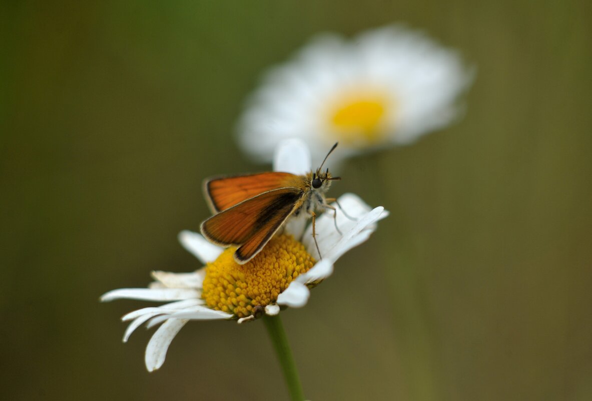 Butterfly - Андрей Вестмит