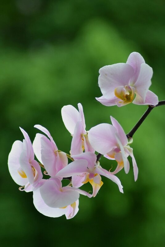 Орхидея - александр 