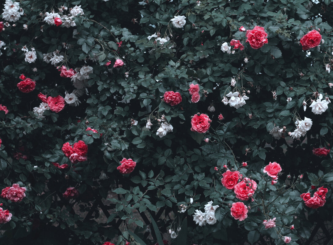 Розы - Vsevolod 