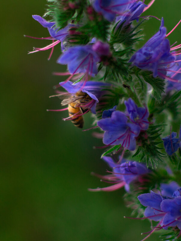 Пчела в цветке - Мария Корнева
