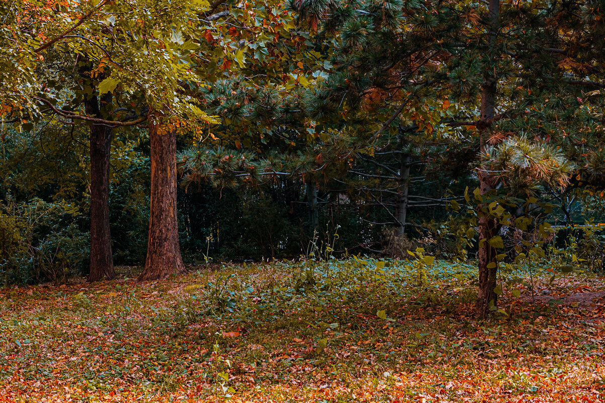 «Осенний лес» - Konstantin Liubavin