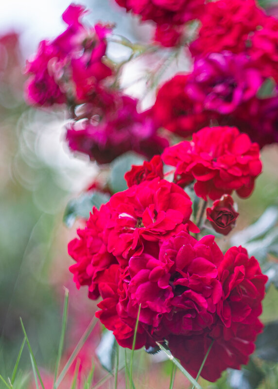 Roses / Розы / helios 44m - Роман Шаров