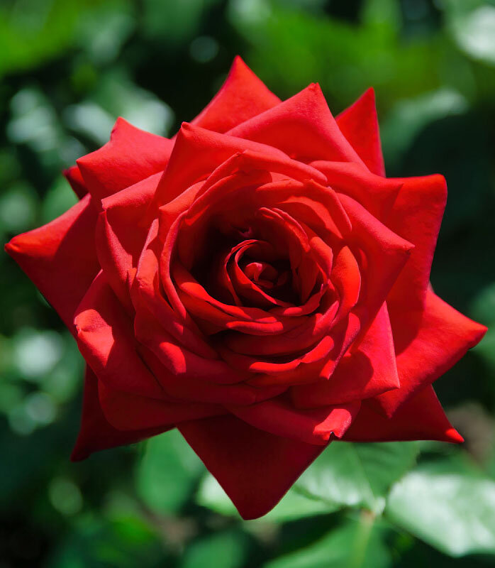 Красная роза - Владимир Бодин