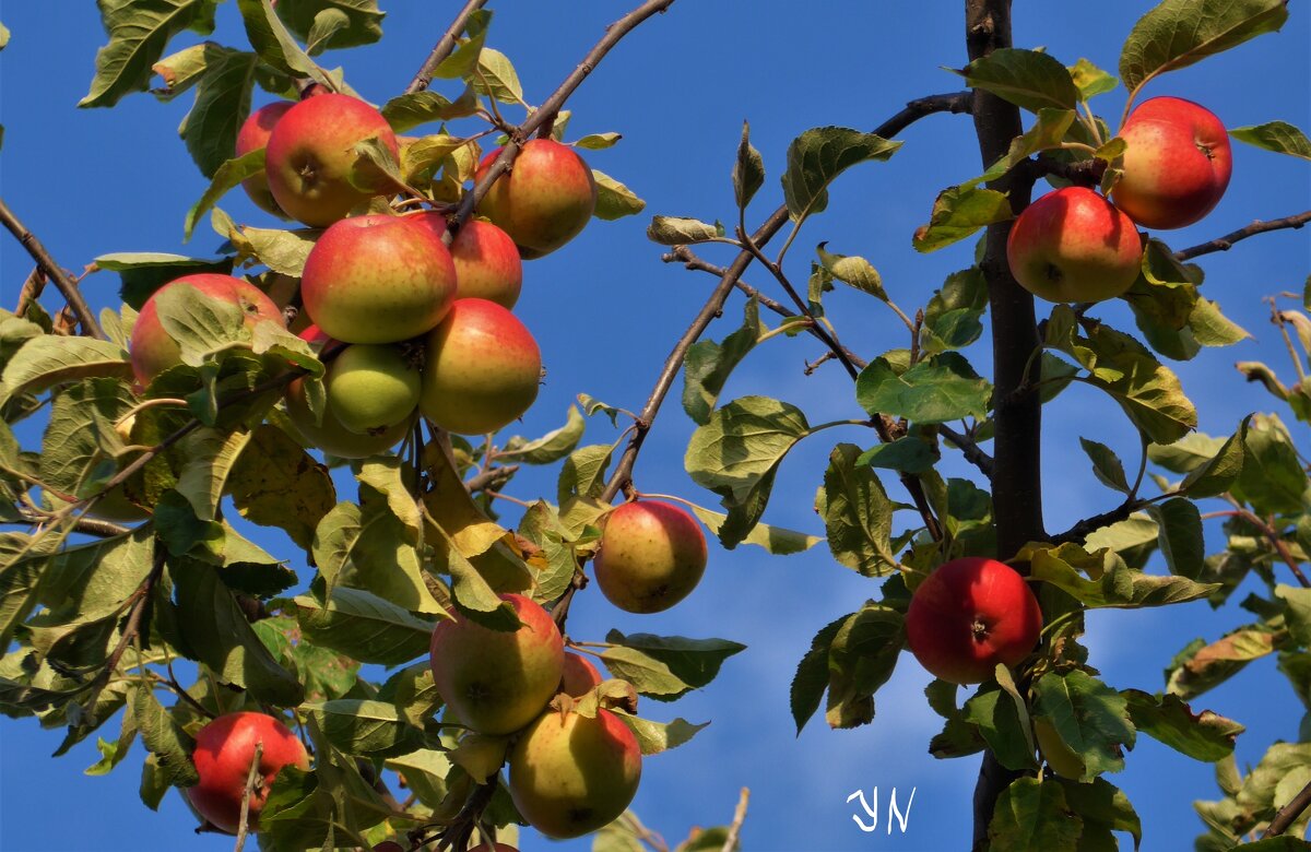 Яблоки поспевают в парке - Nina Yudicheva