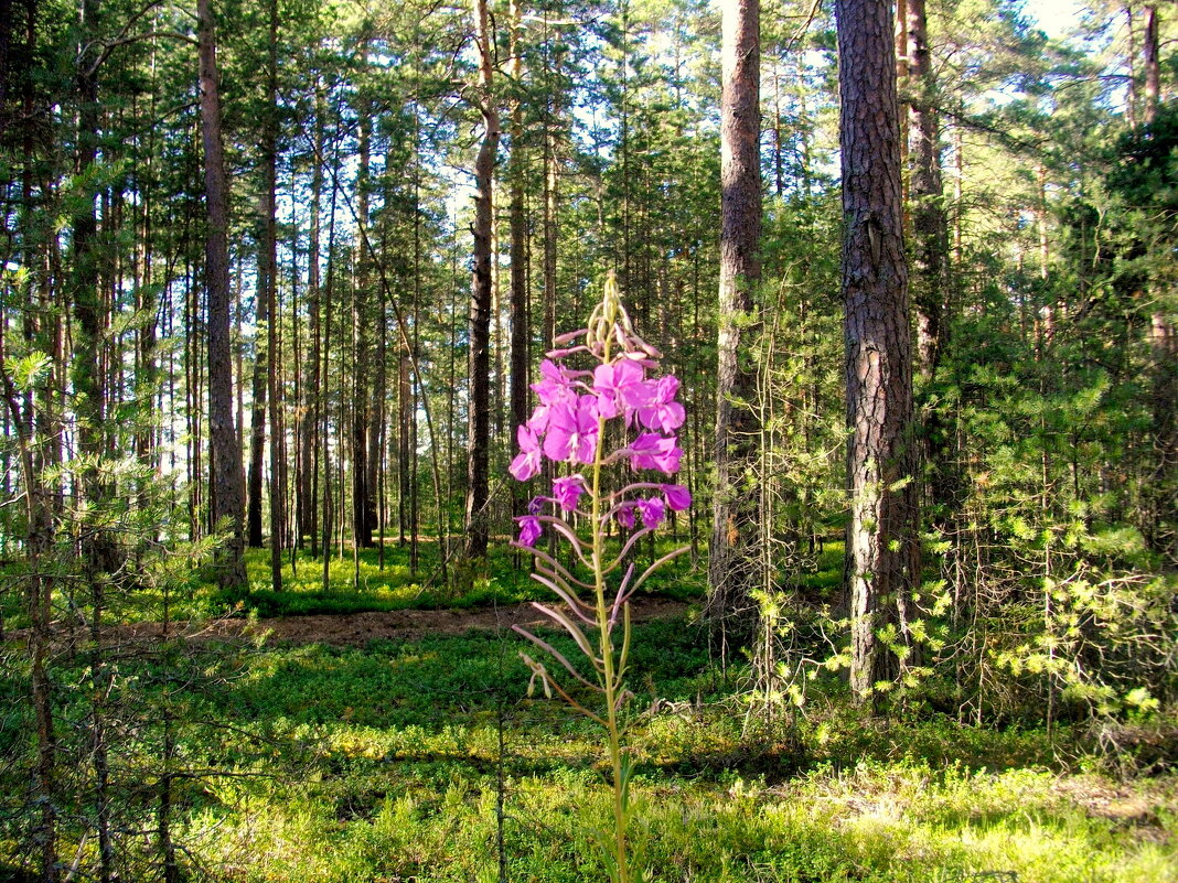 В сосновом бору. - Лия ☼