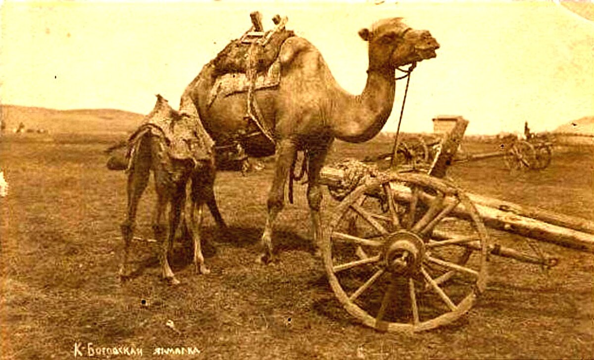 Верблюд и арба - Андрей Хлопонин