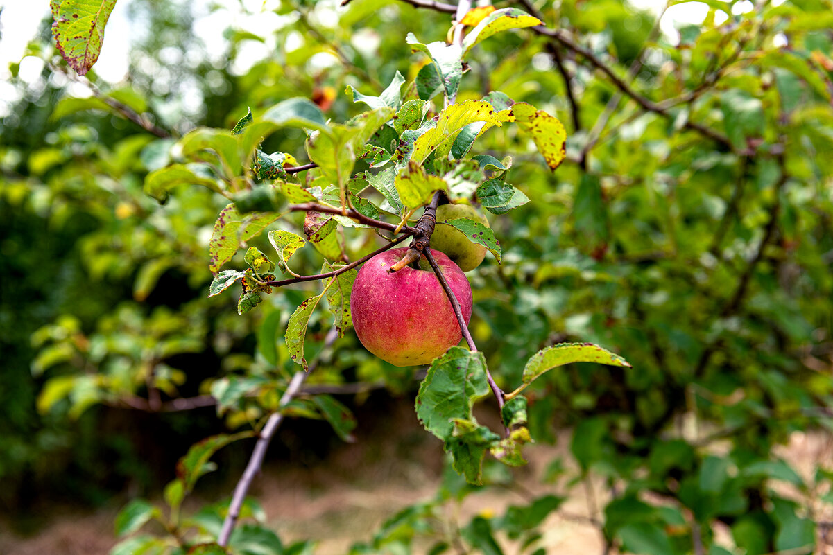 яблоко из моего сада - Вадим Федотов 