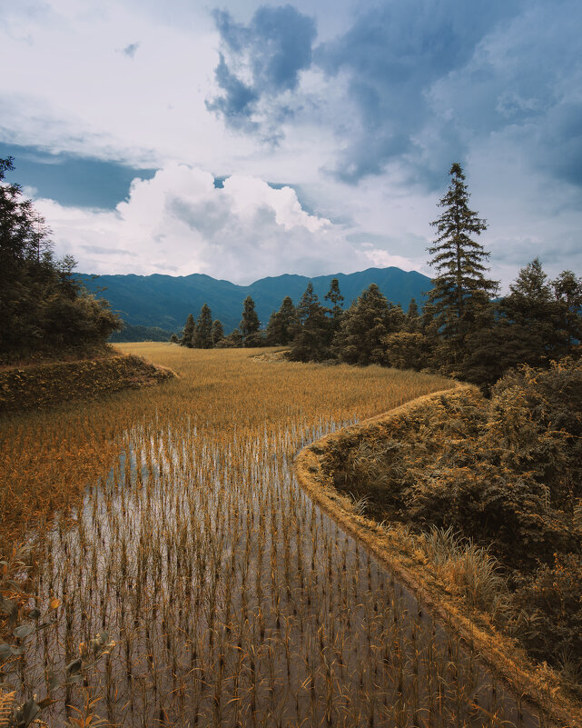 Рисовое поле в горах - Дмитрий 