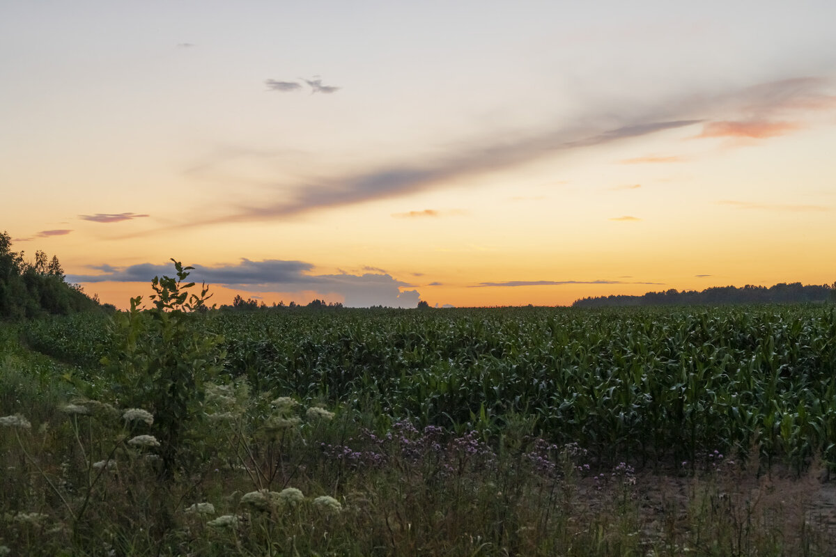 Закат на кукурузном поле - Александр 