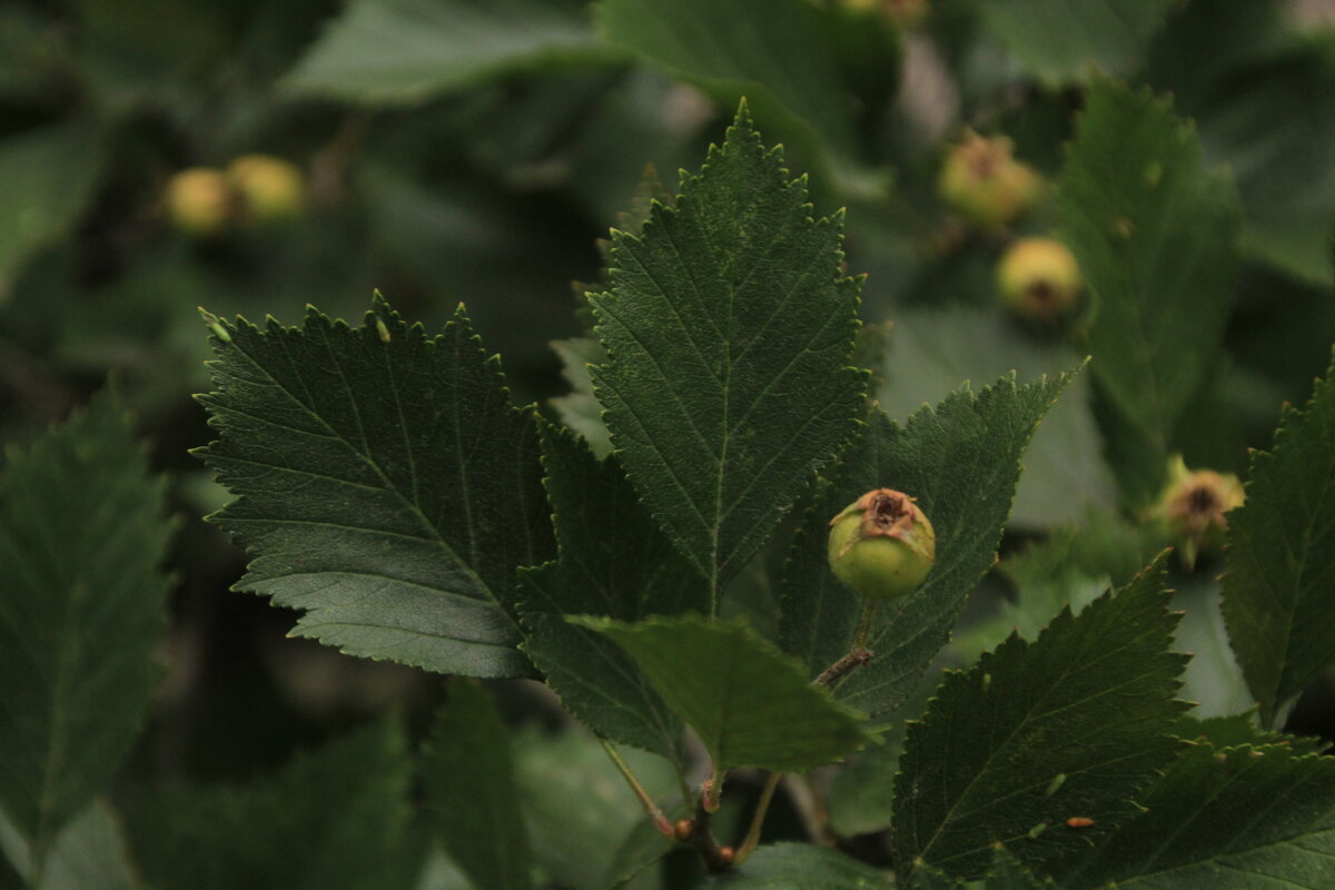 Большие листья на черноплодке - Илья 